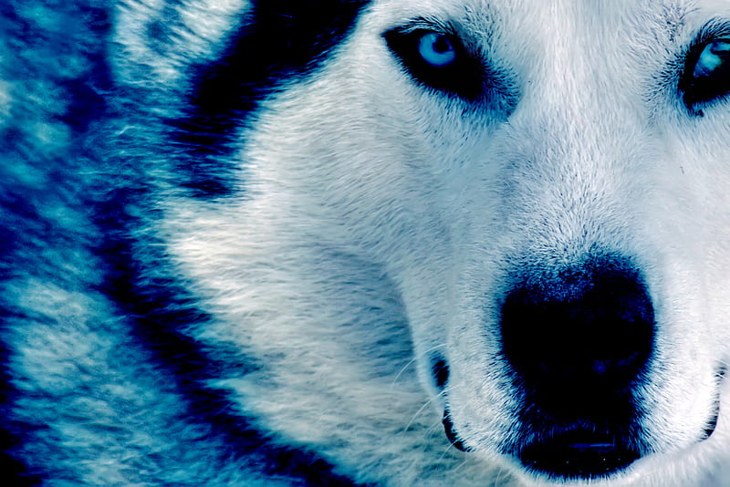 Wolf, ice, snow, winter, HD wallpaper | Peakpx