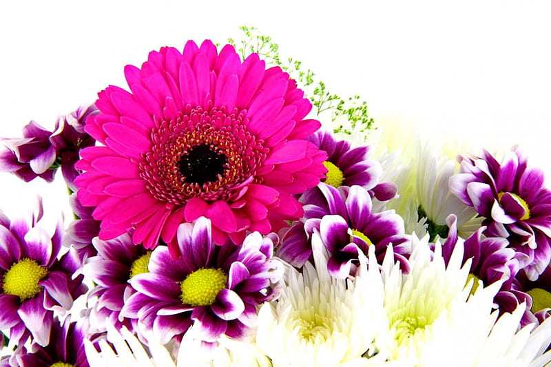 Mix of fresh flowers, red, pretty, colorful, gerberas, lovely, fresh, delight, mix, bonito, freshness, daisies, nice, purple, bouquet, flowers, nature, HD wallpaper