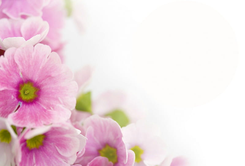 Pink primrose, flower, spring, primrose, pink, HD wallpaper