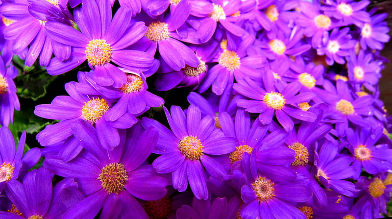 Hermosas flores, bonito, morado, bonito, flores, color brillante, Fondo de  pantalla HD | Peakpx