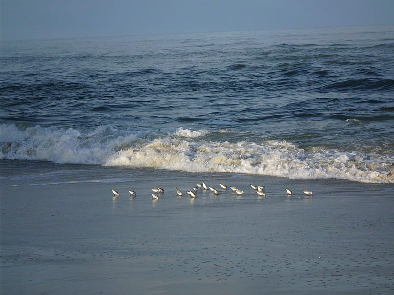 small birds in sand on beach, oceans, ocean, north carolina, waves, sky, nags head, beach, outer banks, sand, water, summer, blue, HD wallpaper