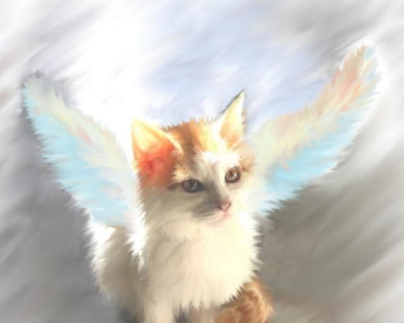 Kitty angel pictures