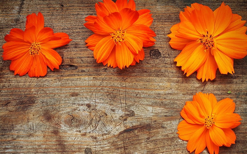 * Beautiful orange flowers on a wooden background* orange, background, spring, hq summer, flowers, color, beautiful blossoms, wooden, HD wallpaper