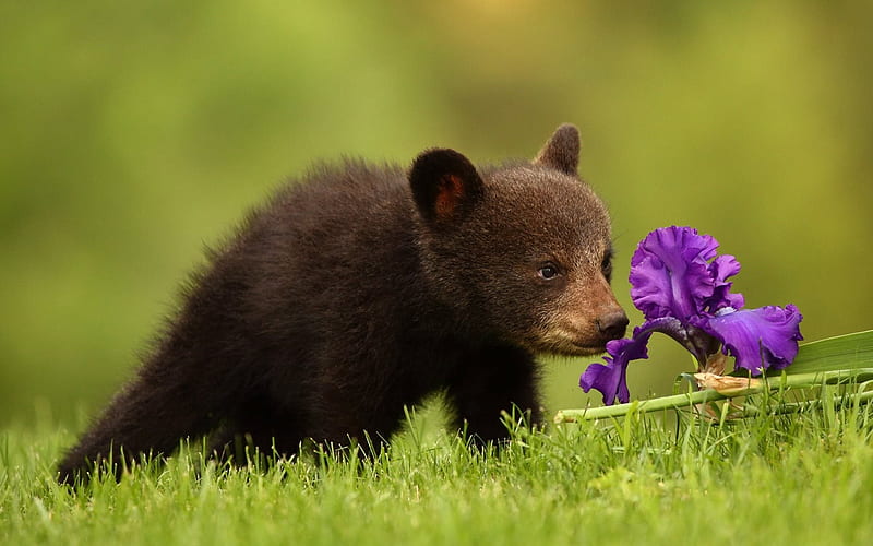 bear cub, cute animal, iris, bears, HD wallpaper