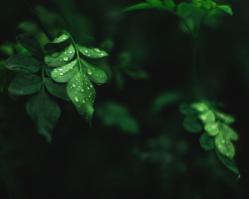 green moringa plant, HD wallpaper