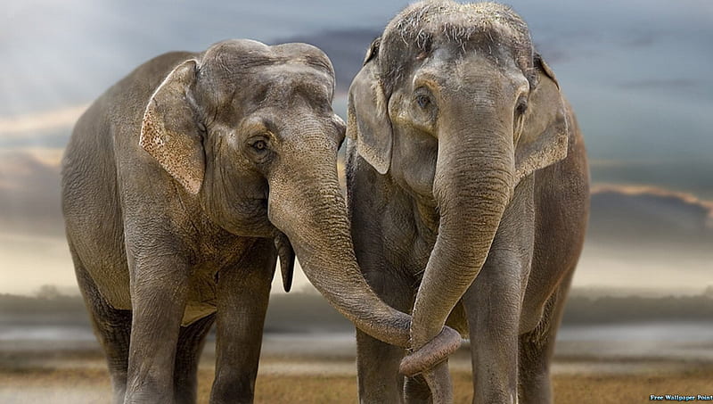 In Love, large mammal, Asian Elephants, trunks, big ears, HD wallpaper