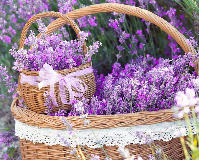 Basket with Lavender, flowers, lavender, ribbons, basket, HD wallpaper
