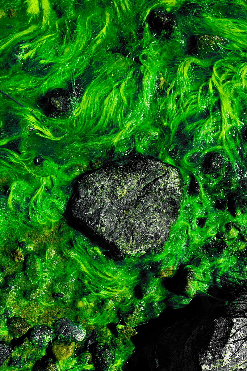 stones, algae, moss, water, HD phone wallpaper