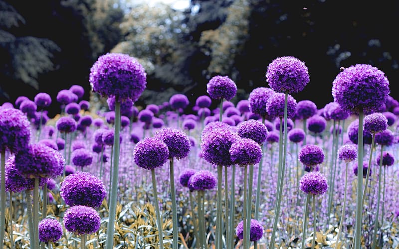 Alliums, onion, purple, allium, flower, nature, HD wallpaper