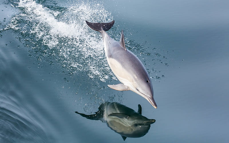 Jumping Dolphin, water, dolphin, reflection, jump, HD wallpaper