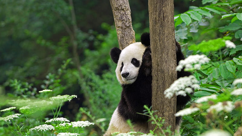 Giant panda 2022 Wolong National Nature Reserve, HD wallpaper
