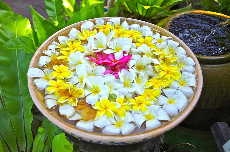 Bowl of Plumerias at a Spa, polynesia, float, zen, plumeria, bora bora, flowers, bowl, exotic, islands, floating, water, frangipani, feng shui, spa, island, tahiti, tropical, HD wallpaper