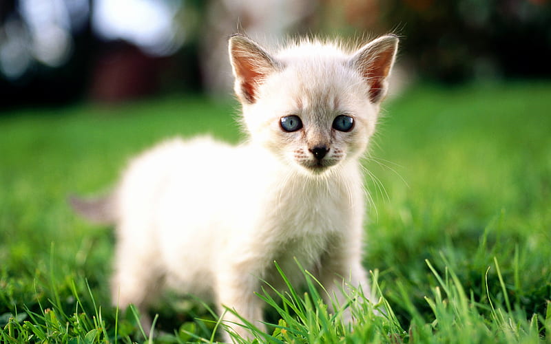 Ragdoll, lawn, denectic cat, kitten, cute animals, small Ragdoll, cats, pets, Ragdoll Cats, HD wallpaper