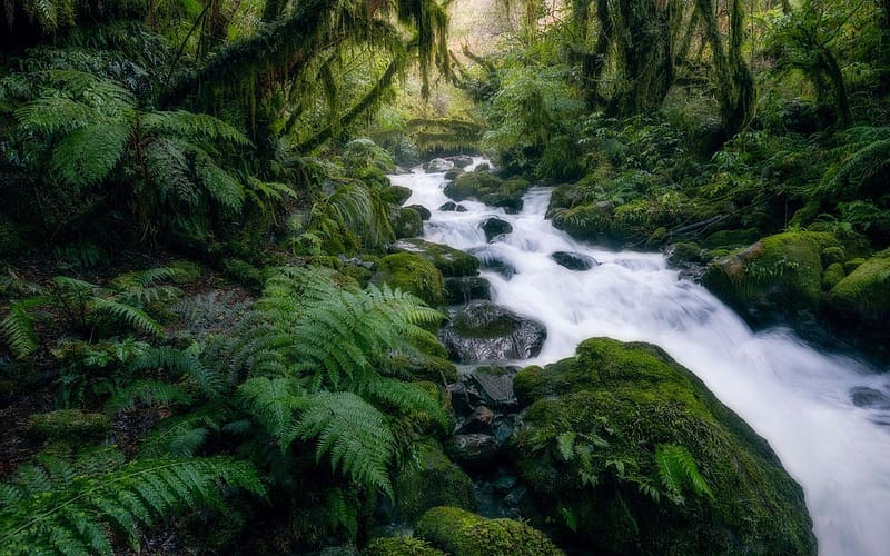 Fiordland, New Zealand, trees, river, forest, stones, HD wallpaper