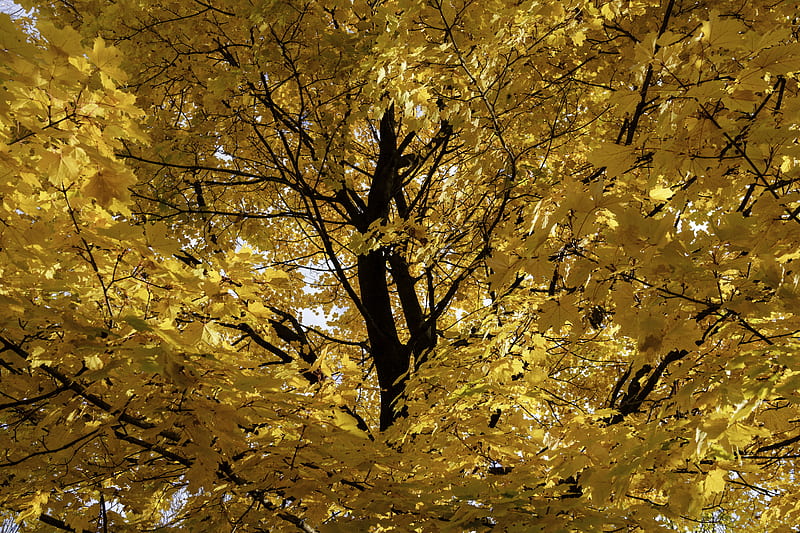 Tree, leaves, yellow, autumn, HD wallpaper | Peakpx