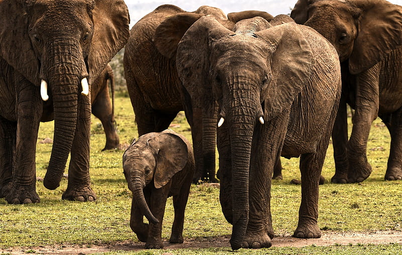 Animal, Elephant, Baby Animal, Herd, Maasai Mara National Reserve, Wildlife, HD wallpaper