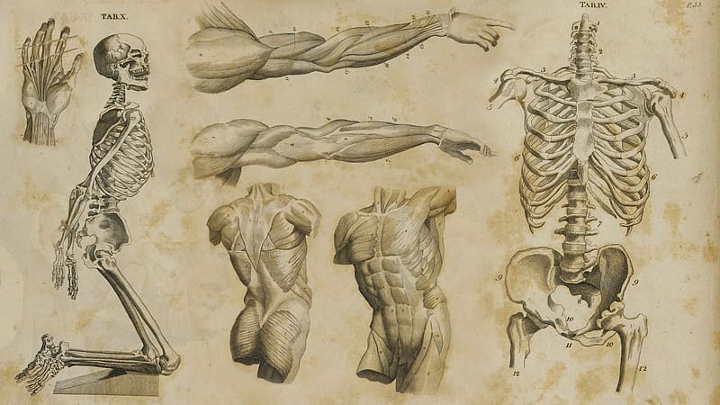 Anatomy, Human Anatomy, HD wallpaper