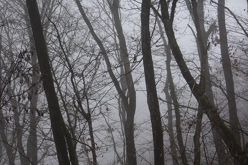 trees, fog, branches, leaves, HD wallpaper