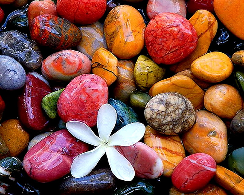 Calm Stones, color, flower, water, zen, HD wallpaper