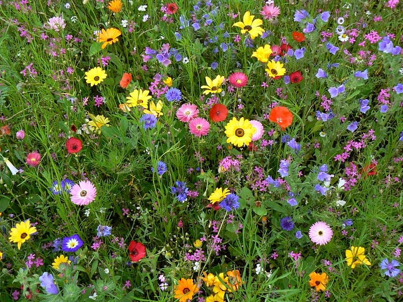 summer meadow, colourful, summer, nature, field, meadow, HD wallpaper