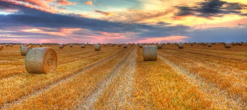 Makin' Hay ~ South Dakota Sunset, Hayfield, Soutakota, Hay, Farm, Sunrise, HayBales, Sunset, HD wallpaper