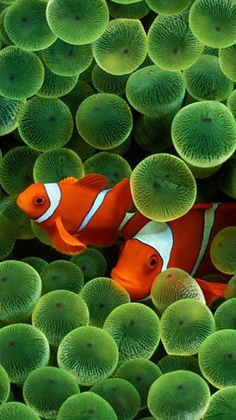 Download wallpaper 800x1200 clown fish, fish, corals, reef, water iphone  4s/4 for parallax hd background