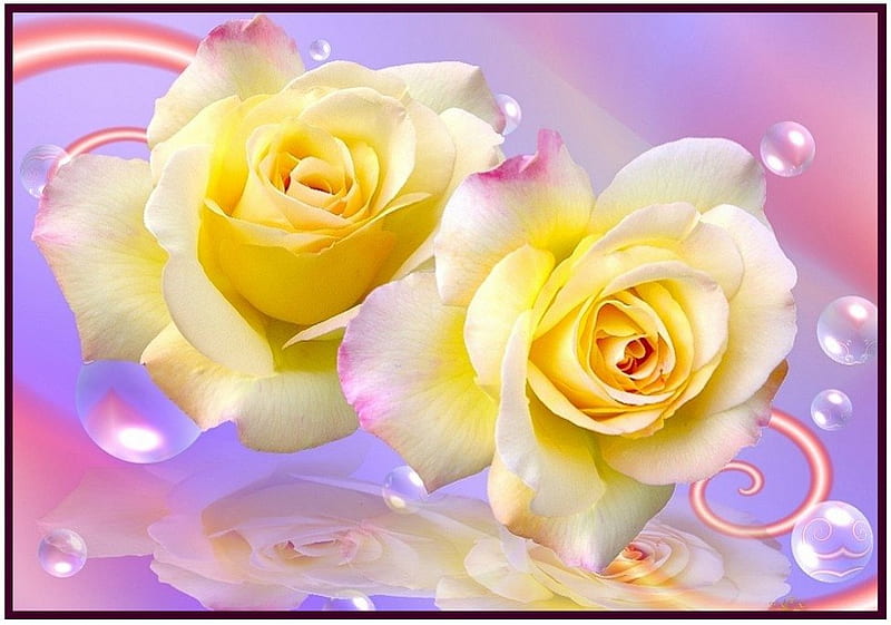 Double Yellow Roses, rose, 3d and cg, flower, yellow, nature, abstract, HD  wallpaper | Peakpx
