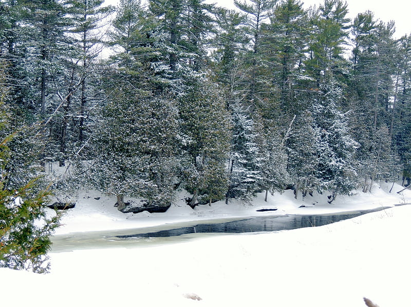 Winter At Eels Creek, Trees, Creek, graphy, Snow, Nature, Winter, HD wallpaper