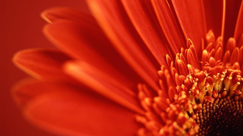 ORANGE RED GERBER DAISY, pretty, gerber, lovely, orange beautiful, cool, close up, macro, flower, beauty, nature, petals, stamen, daisy, HD wallpaper
