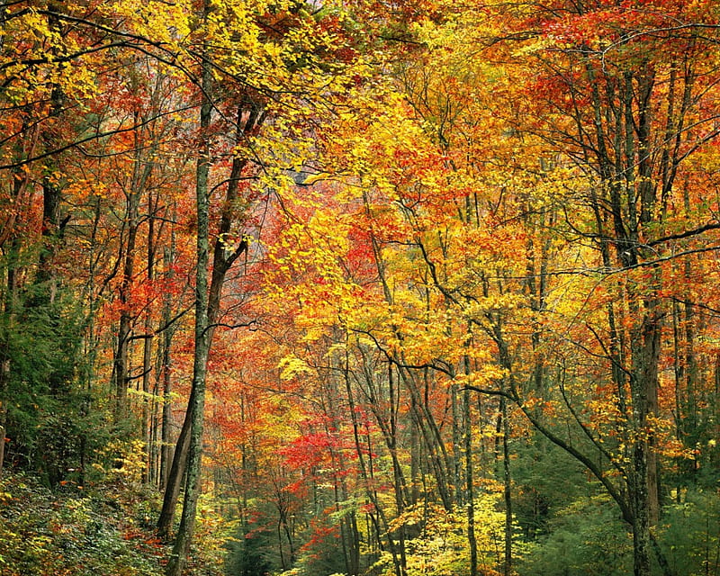 Appalachian Autumn in New Brunswick, fall, colors, leaves, trees, HD wallpaper