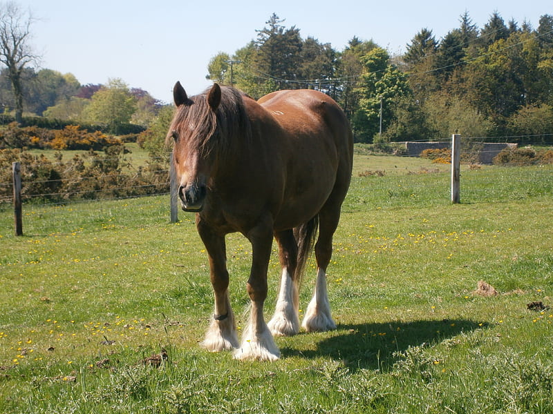 Ollie my lovely loan pony, chestnut, pony, gelding, fell pony, HD wallpaper