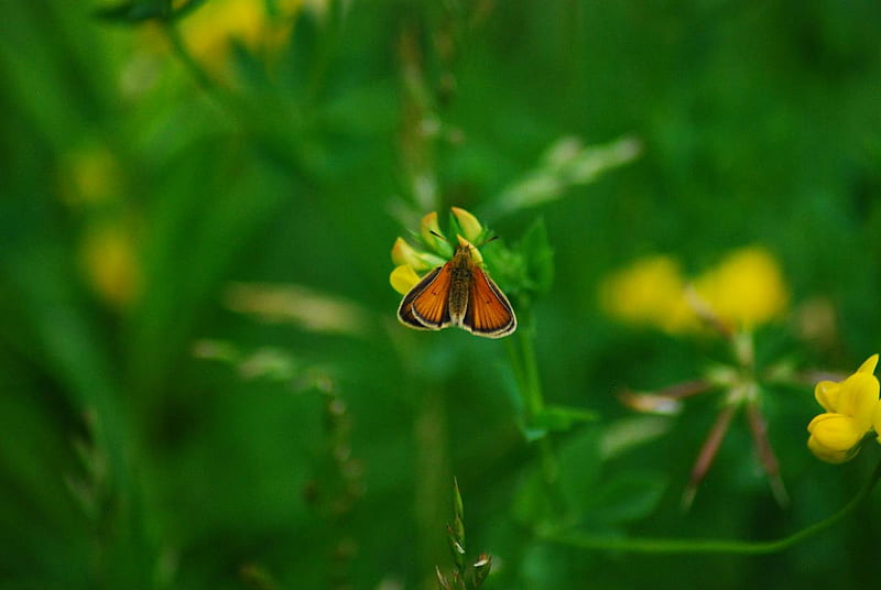 tiny-moth, closeup, yellow, nature, butterflies, small, animal, HD wallpaper