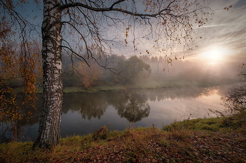 Earth, River, Birch, Fall, Fog, Morning, Nature, Sunbeam, HD wallpaper