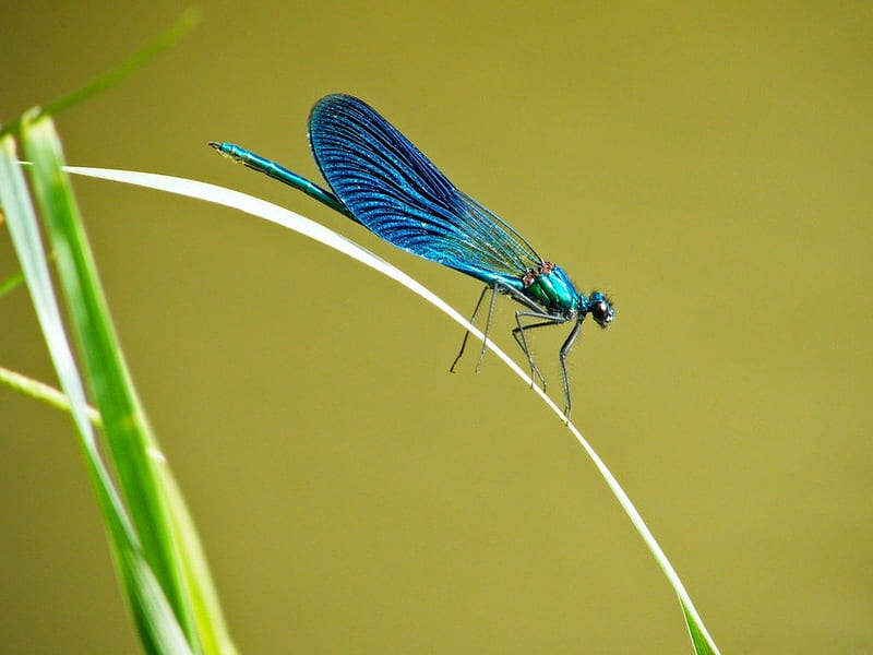 LUMINESCENT BLUE, water creatures, metallic, dragonflies, insects, blue, HD wallpaper