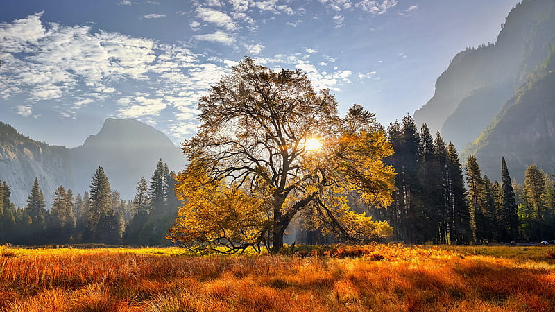 Yosemite National Park California Meadow Mountain With Trees Nature, HD wallpaper