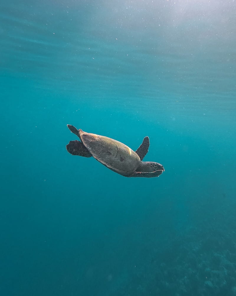 Turtle Bluesea Maldives Nature Sea Hd Mobile Wallpaper Peakpx