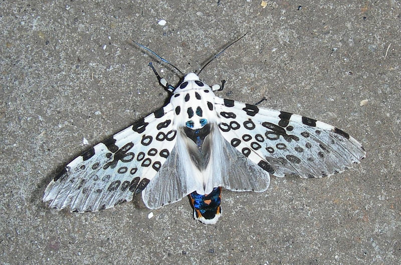 leopard moth, gris, black, white, spots, HD wallpaper
