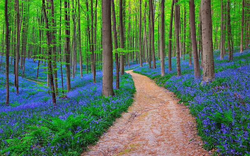 Spring Time, forest, grass, woods, spring, bluebells, flowers, path, nature, HD wallpaper