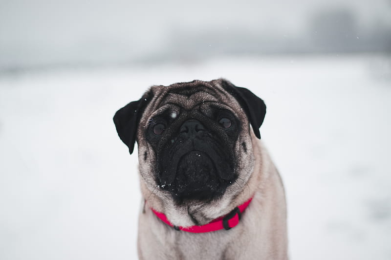 Pug In Snow , pug, dog, animals, snow, HD wallpaper