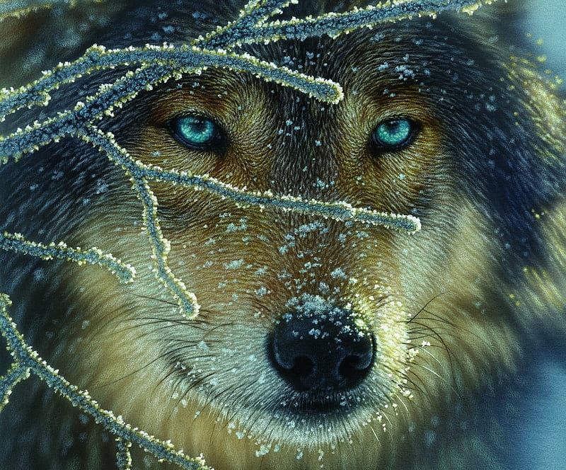 Wolf, collin bogle, lup, blue eyes, animal, winter, HD wallpaper
