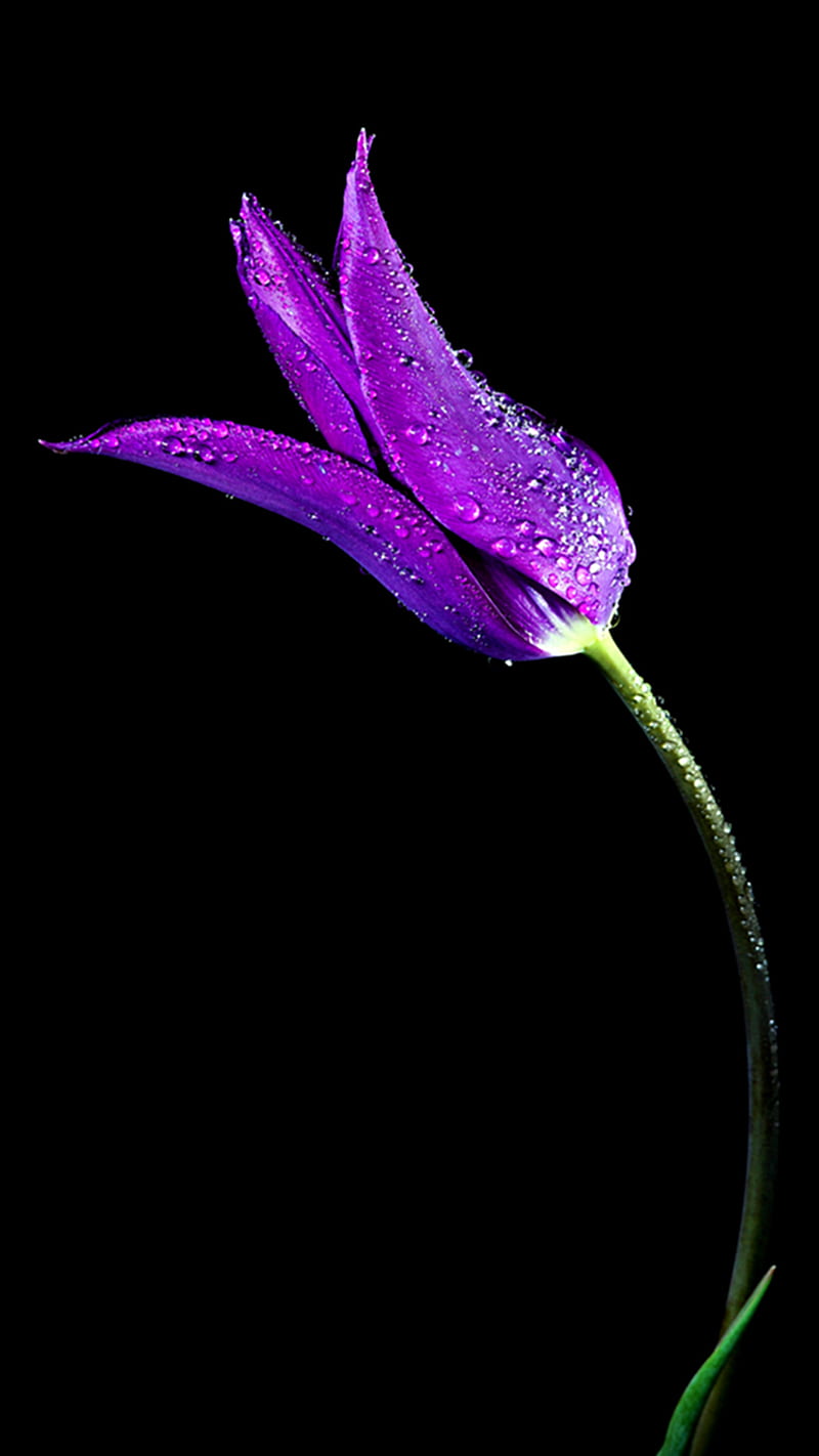Purple Tulip, purple, tulip, HD phone wallpaper