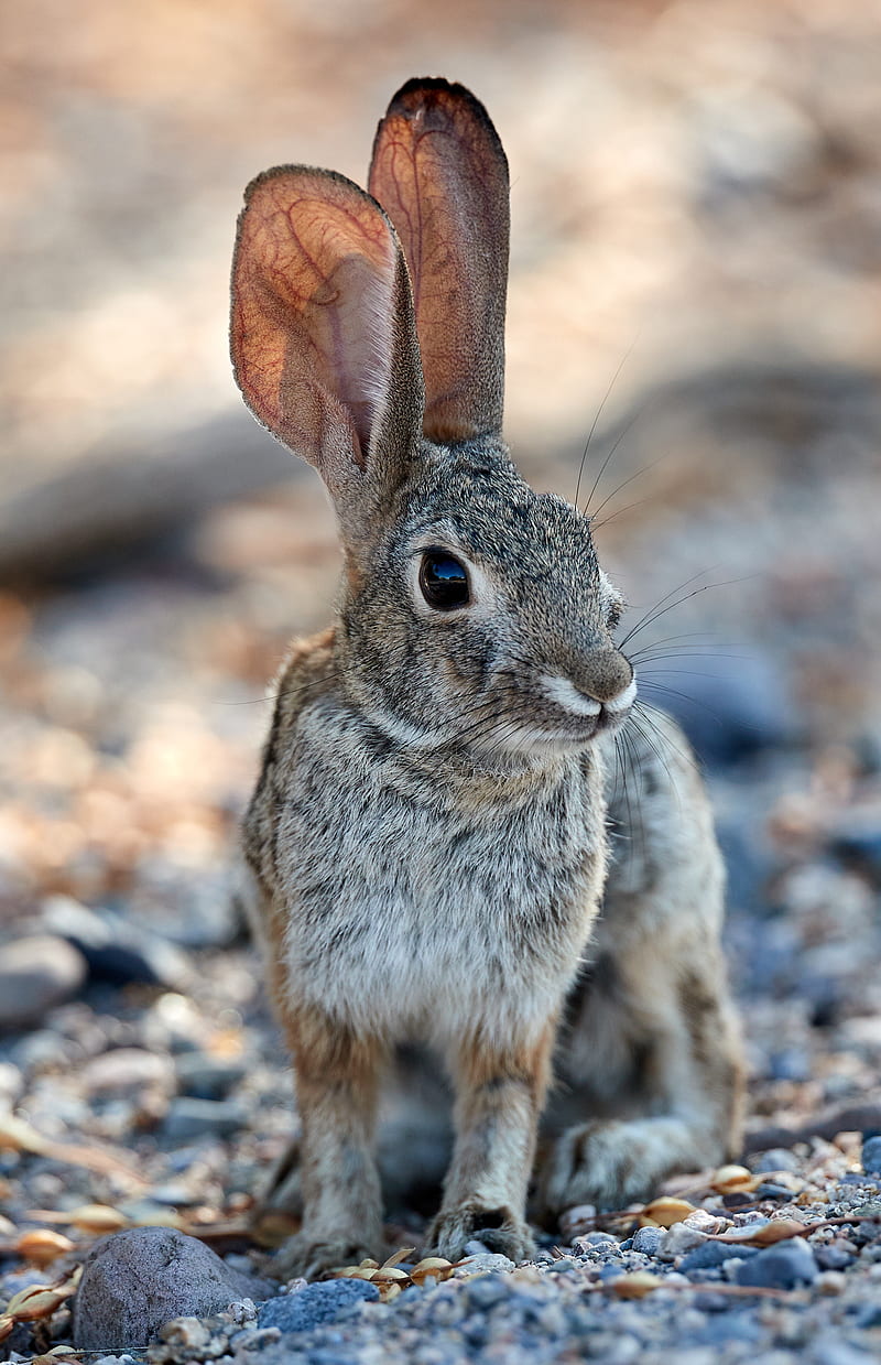rabbit, hare, glance, ears, animal, HD phone wallpaper