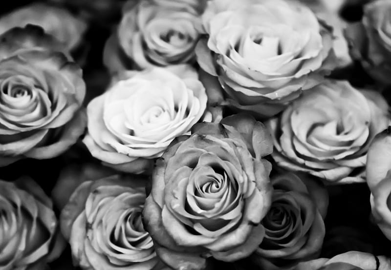 Roses, rose, flower, black, white, HD wallpaper