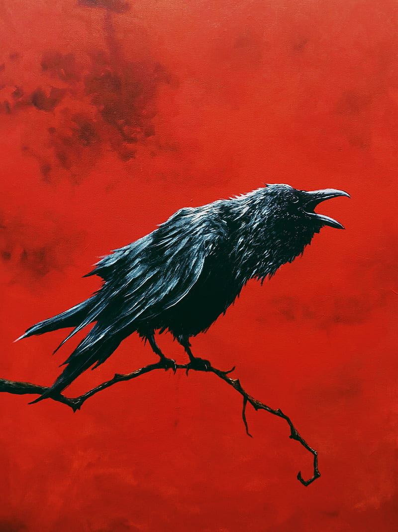 Karga, bird, birds, black, crow, crows, dove, hawk, raven, ravens, white, HD phone wallpaper