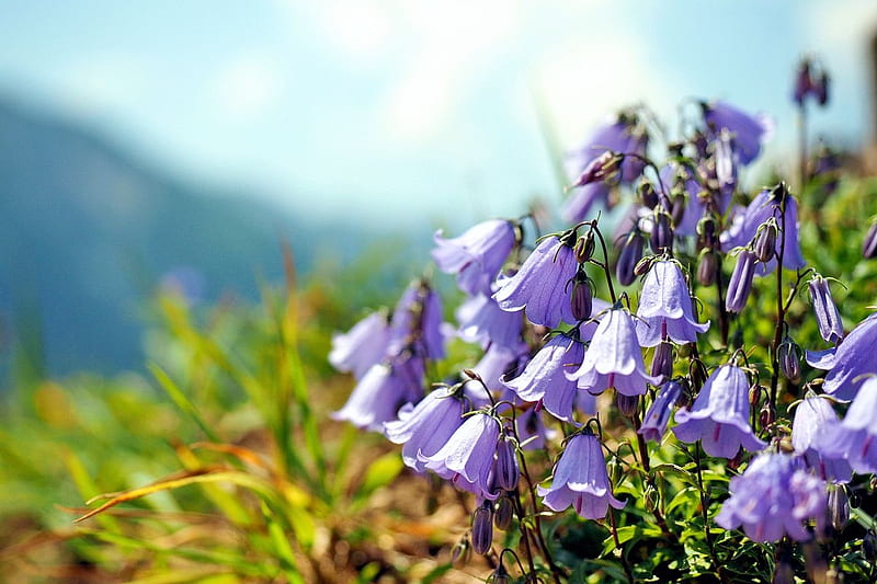 Summer Flowers, mountains, plant, blossoms, bellflower, blue, landscape, HD wallpaper