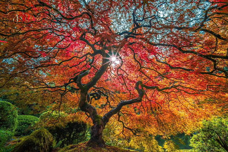 Japanese Maple Tree, tree, nature, maple, japanese, HD wallpaper