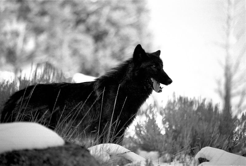 The Black Wolf Black Wolves Rocks Tree Wolves Howling Snow Nature