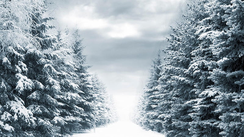 Winter scene, snow, snowfall, path, lamppost, trees, clouds, sky, winter, HD wallpaper