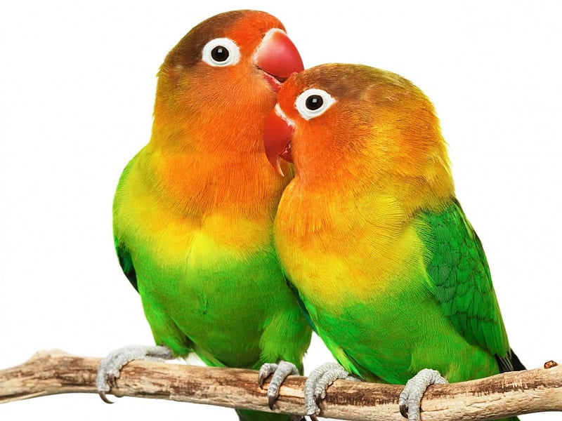 Parrots in love, parrot, bird, love, animal, HD wallpaper