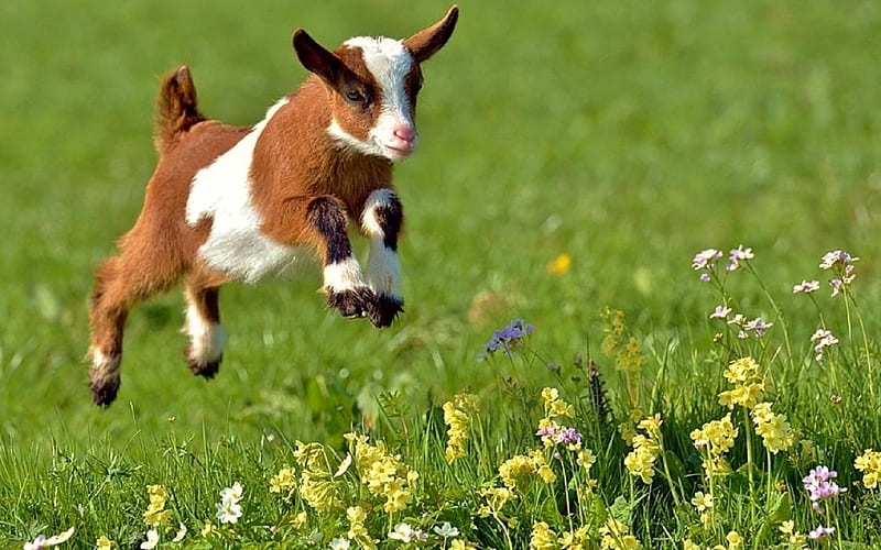 Leaping Baby Goat, Animal, Summer, Grass, Goat, Cute, HD wallpaper